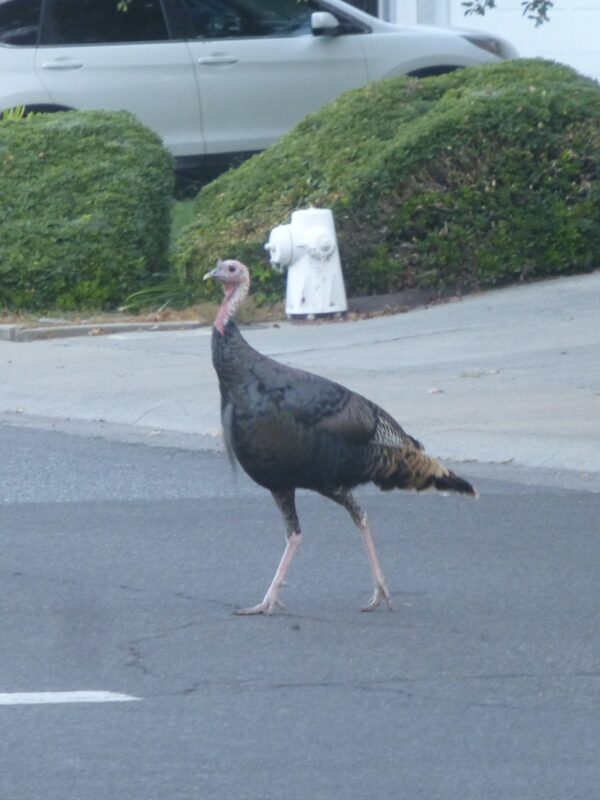 You get near me and I will END you, bub! Turkey Wandering Around On A Suburban Street In Sacramento