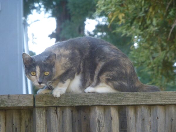 Calico Cat Sitting On A Fence